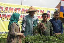 Petani di Sleman Sukses Panen Raya Bawang Merah - JPNN.com Jogja