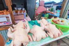 Harga Dading Ayam di Kalsel Mulai Naik Jelang Maulid Nabi - JPNN.com Kalsel