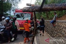 Cuaca Buruk, Pohon Tumbang Menimpa Truk dan Ganggu Aliran Listrik di Pamekasan - JPNN.com Jatim
