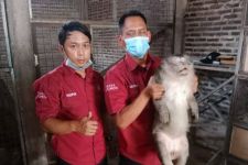 Warga Tangerang Diserang Monyet - JPNN.com Banten