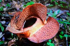 Kabar Baik Untuk Masyarakat, Rafflesia Arnoldii Akhirnya Mekar di Kebun Raya Bogor - JPNN.com Jabar