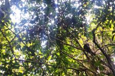 Hutan di Malang Jadi Populasi Lutung Jawa, Jumlahnya Mencapai 100 Ekor - JPNN.com Jatim