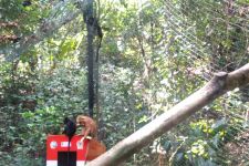 7 Ekor Lutung Budeng Dilepas di Hutan Malang Selatan - JPNN.com Jatim