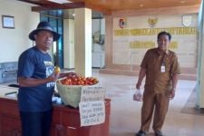 Harga Tomat Terjun Bebas, DPRD Jember Kebagian Panen Gratis, Hemmm - JPNN.com Jatim