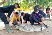 Aksi Heroik Warga Lampung Timur yang Menangkap Buaya Berukuran Besar - JPNN.com Lampung