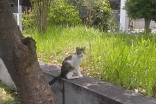 Kabar Terbaru Kasus Dugaan Peracunan Kucing Massal di Perumahan Kota Malang - JPNN.com Jatim
