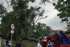 Lihat, Pohon Tumbang Menimpa Mobil di Bandung - JPNN.com Jabar