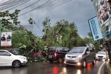 4 Pohon Tumbang di Parung Bingung, Akses Jalan Sempat Tersendat - JPNN.com Jabar