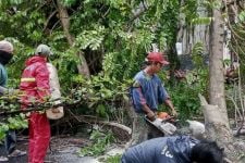 Antisipasi Pohon Tumbang, Pemkot Bandung Tebang Ribuan Pohon Tua - JPNN.com Jabar