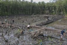 Walhi Lampung Tanam 500 Batang Mangrove di Pesisir Kota Karang  - JPNN.com Lampung
