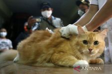 Awas, Ada Sanksi Pidana Bagi yang Suka Menyiksa Kucing - JPNN.com Kalsel