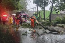 Pohon Tumbang di Kota Malang Menelan Korban Jiwa, Pengendara Motor Tewas Tertimpa - JPNN.com Jatim