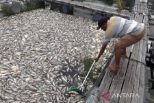 Penampakan Ribuan Ikan Keramba Mati yang Rugikan Petani Rp 6 Miliar - JPNN.com Jateng