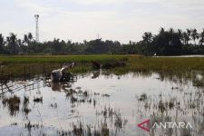 Padi Terendam Banjir, Petani di Tangerang Merugi - JPNN.com Banten