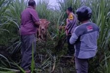 Berkat Pinjaman Drone oleh Warga, Pencurian Sapi di Jember Gagal - JPNN.com Jatim