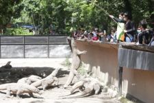 DPRD Persoalkan Rencana Pembukaan Night Zoo KBS, Mengganggu Kehidupan Satwa - JPNN.com Jatim