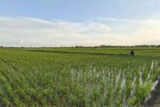 Pengamat Pertanian Sebut Food Estate Baru Bisa Dirasakan Pada 2027 - JPNN.com Jatim