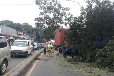 Innalillahi, Truk Kontainer Tabrak Pohon Hingga Roboh di Jalan Raya Parung-Ciputat - JPNN.com Jabar