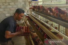 Stok Telur Ayam di Temanggung Dipastikan Aman hingga Lebaran 2023 - JPNN.com Jateng