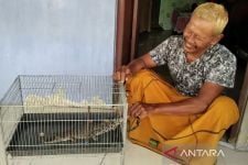Warga Kudus Temukan Anak Buaya di Sawah, BKSDA Harus Segera Bertindak - JPNN.com Jateng