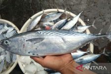 Selama Ramadan 2023 Penjualan Ikan Laut di Sukabumi Naik Hingga 50 Persen - JPNN.com Jabar