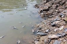 Ribuan Ikan Mati di Sungai Cileungsi, Polisi Lakukan Investigasi - JPNN.com Jabar