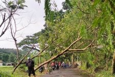 Bandung Diguyur Hujan Angin, Banyak Pohon Bertumbangan - JPNN.com Jabar