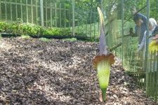 Amazing! Bunga Bangkai Amorphophallus Titanum Mekar Sempurna di Kebun Raya Cibodas - JPNN.com Jabar