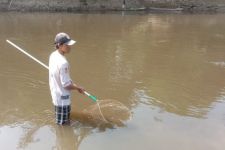 Sungai Bengawan Solo Tercemar, DLH Buka Suara, Ternyata - JPNN.com Jateng