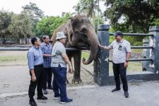 PT TWC Borobudur Hibahkan Dua Gajah kepada Semarang Zoo - JPNN.com Jateng