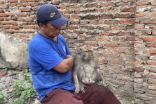 Monyet yang Gigit Dua Bocah di Surabaya Telah Diamankan - JPNN.com Jatim