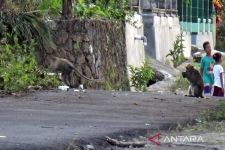 Kawanan Kera Serbu Permukiman Warga di Sukoharjo, Ini Penyebabnya - JPNN.com Jateng