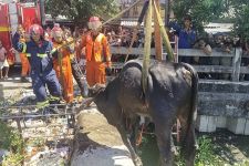 Agresif, Sapi Kurban Milik Warga Tercebur ke Bozem - JPNN.com Jatim