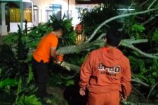 Bencana Pohon Tumbang Mengintai, Masyarakat dan Wisatawan Diminta Hati-hati - JPNN.com Sumbar