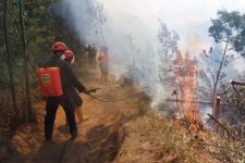 Hutan TNBTS di Lumajang Terbakar, BPBD Beber Penyebabnya - JPNN.com Jatim