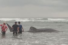 Lagi, Hiu Tutul Terdampar di Pantai Selatan Jogja - JPNN.com Jogja