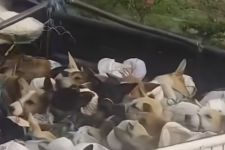 Viral Video Truk Pengangkut Puluhan Anjing Lewat Tol, Diduga Menuju Tempat Jagal di Solo Raya - JPNN.com Jateng