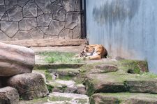 Kebun Binatang Bandung Punya Koleksi Baru Harimau Benggala dan Siberia - JPNN.com Jabar