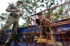 Truk Pengangkut Ratusan Anjing Melintas di Tol Semarang, Polisi Turun Tangan - JPNN.com Jateng