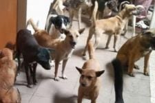 Polisi Buru Penadah Daging Anjing Ilegal di Jawa Tengah, Lokasi Penjual Sate Juga Diselidiki - JPNN.com Jateng