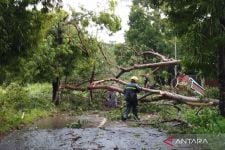 Hujan Deras Disertai Angin Kencang, 30 Rumah di Kudus Rusak, Puluhan Pohon Tumbang - JPNN.com Jateng