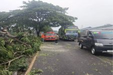 Pohon Tumbang di Bangkalan Tutup Jalur Penghubung Antarkabupaten - JPNN.com Jatim