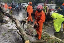 Sejumlah Pohon Tumbang di Malang Rusak Kios dan Menimpa Mobil - JPNN.com Jatim