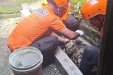 BPBD Evakuasi Buaya Sepanjang 2,5 Meter Milik Warga Surabaya - JPNN.com Jatim