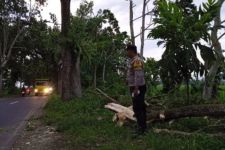Pemotor di Jember Alami Kejadian Nahas, Tewas Tertimpa Pohon Saat Angin Kencang - JPNN.com Jatim