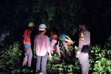 Pohon-Pohon di Kota Depok Tumbang Akibat Hujan Deras dan Angin Kencang - JPNN.com Jabar