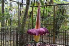 Bunga Bangkai Setinggi 3 Meter Mekar Sempurna di Kebun Raya Cibodas - JPNN.com Jabar