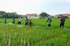 Ratusan Hektare Sawah di Karawang Diserang Hama Sundep - JPNN.com Jabar