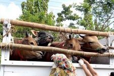 Mobil Pengangkut Sapi di Bangkalan Tiba-Tiba Diberhentikan, Ternyata - JPNN.com Jatim