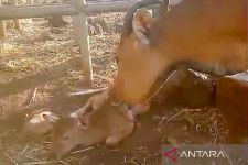 Indukan Banteng Jawa di Taman Nasional Baluran Lahirkan Bayi Jantan, Beratnya 21,5 Kg - JPNN.com Jatim